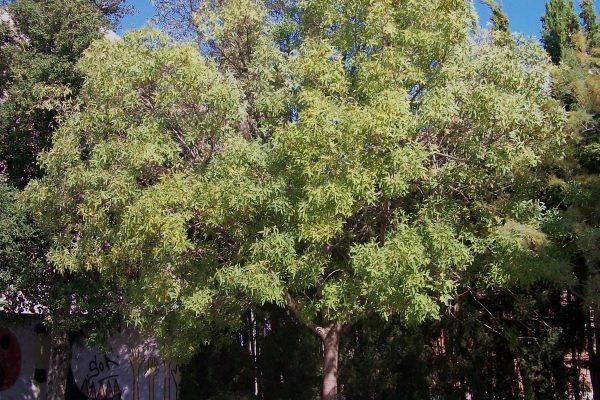 EL FREIXE ES DESPULLA (Fraxinus sp.)