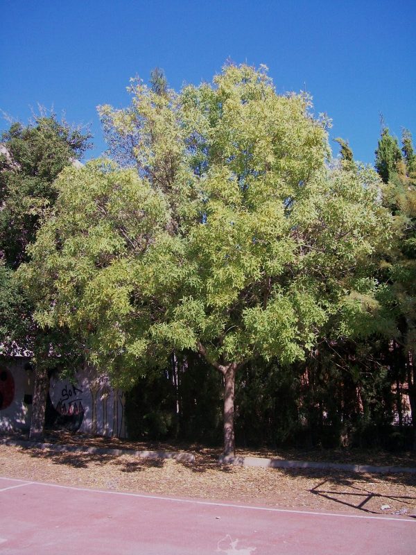 EL FREIXE ES DESPULLA (Fraxinus sp.)