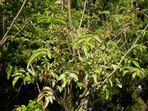 EL SAÜC ES DESPULLA (Sambucus nigra)