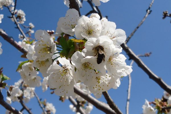 TRES FLORS MÉS