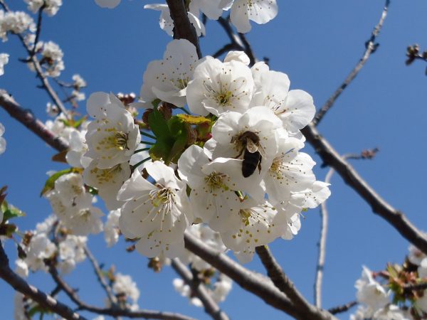 TRES FLORS MÉS