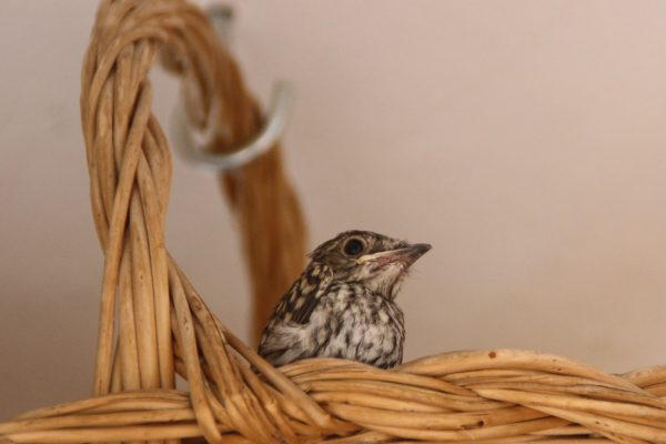 PARDALETS: LA MOSQUETA (Muscicapa striata) Edició definitiva, per a bé de tothom i tota dona