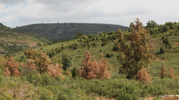 AGOSTEJAR (dictats de la natura)