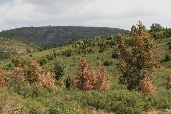 AGOSTEJAR (dictats de la natura)