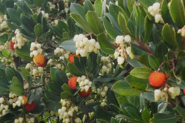 PRIMAVERA D’HIVERN, EL RENADIU.