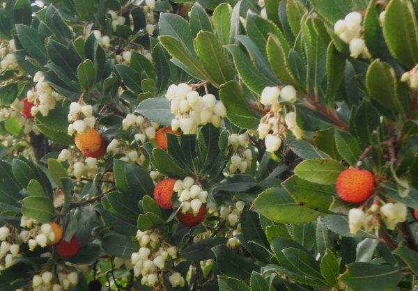 PRIMAVERA D’HIVERN, EL RENADIU.