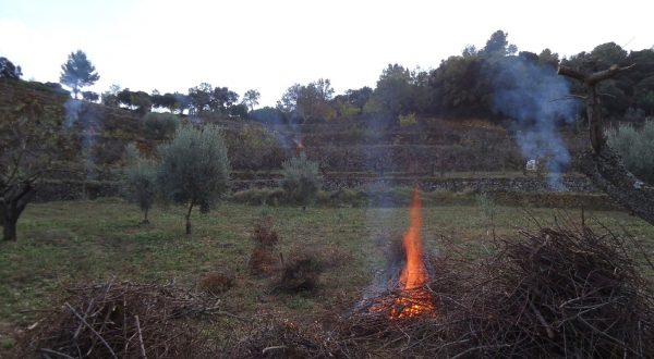 SERP DE FERRADURA. Acció antròpica