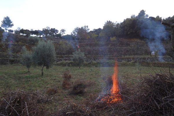 SERP DE FERRADURA. Acció antròpica