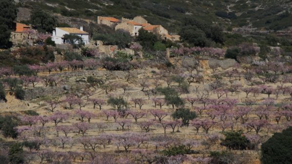 BANCALS FLORITS