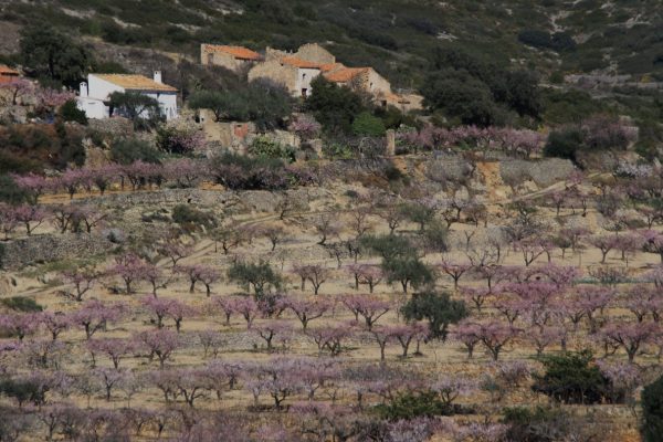 BANCALS FLORITS