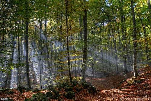 LA FAGEDA. CANÇÓ I RIMA