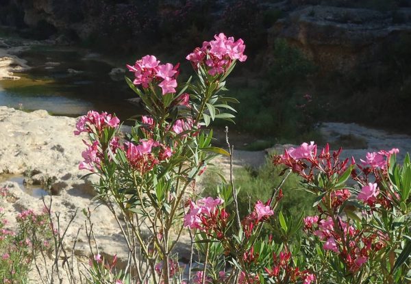 FLORS DE BALADRE. UC. EIVISSA