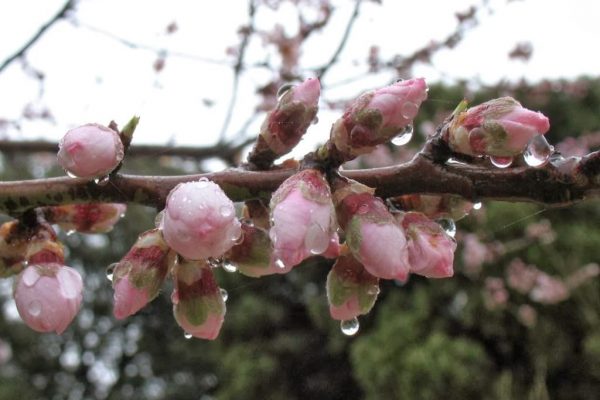 L’AIGUA ÉS ROSA. Dictats de la natura