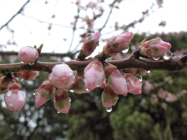 L’AIGUA ÉS ROSA. Dictats de la natura