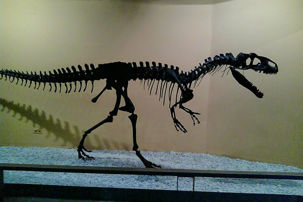 VISITA AL MUSEU DE CIÈNCIES. Cristina García