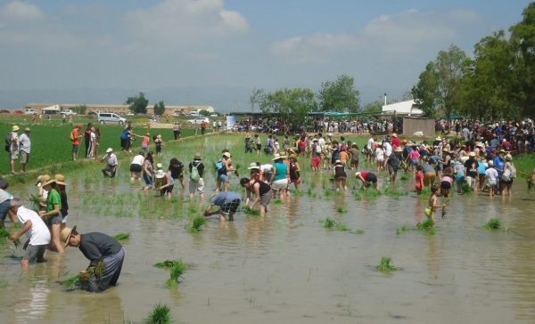 PLANTADA DE L’ARRÒS A DELTEBRE