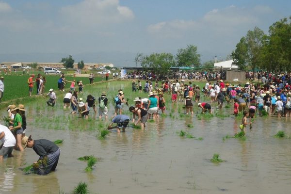 PLANTADA DE L’ARRÒS A DELTEBRE