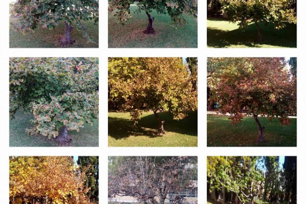 ARBRES DE L’INSTITUT, ENTRE LA TARDOR I LA PRIMAVERA