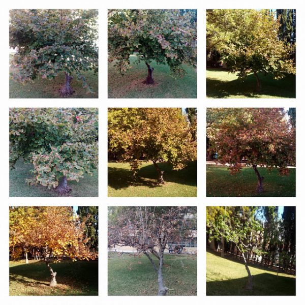 ARBRES DE L’INSTITUT, ENTRE LA TARDOR I LA PRIMAVERA