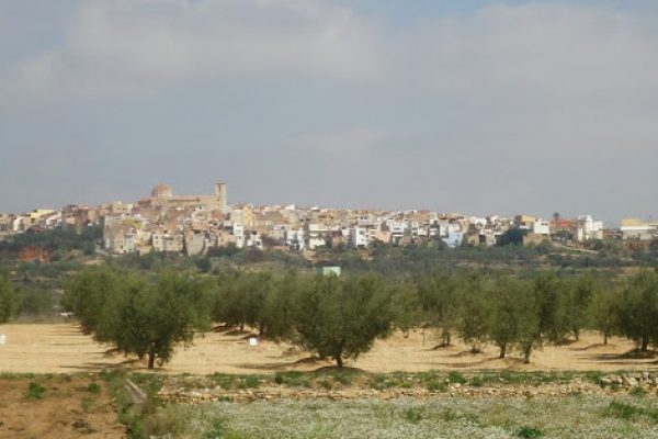 EL OLIVO. Sobre el film i la llengua