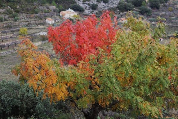 LA TARDOR, CODONYAT DE TRES COLORS… …   Gràcies, companys