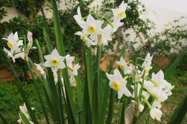 NADALETES PER UN ALTRE NADAL