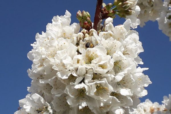 ENDEVINALLA DICTADA PER NATURA