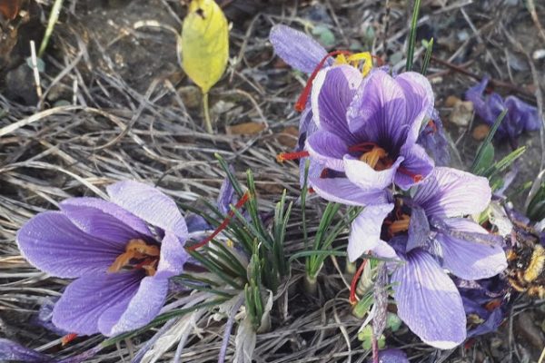 FLORS DE SAFRÀ