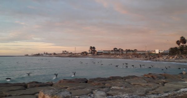 CORBS MARINS.. després de la remoguda