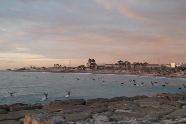 CORBS MARINS.. després de la remoguda