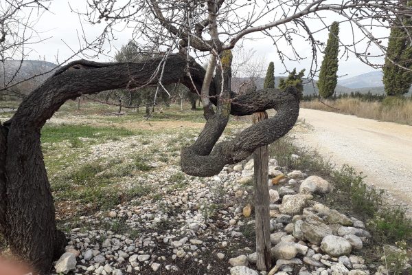 Puntal, crossa, estaló, pitja i forqueta