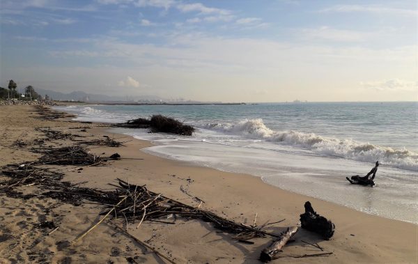 Dictat de la natura escrit en l’arena