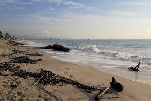 Dictat de la natura escrit en l’arena