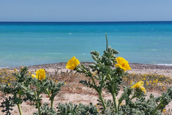 Roses de mar per a un Sant Jordi sense mots