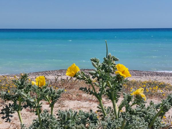 Roses de mar per a un Sant Jordi sense mots